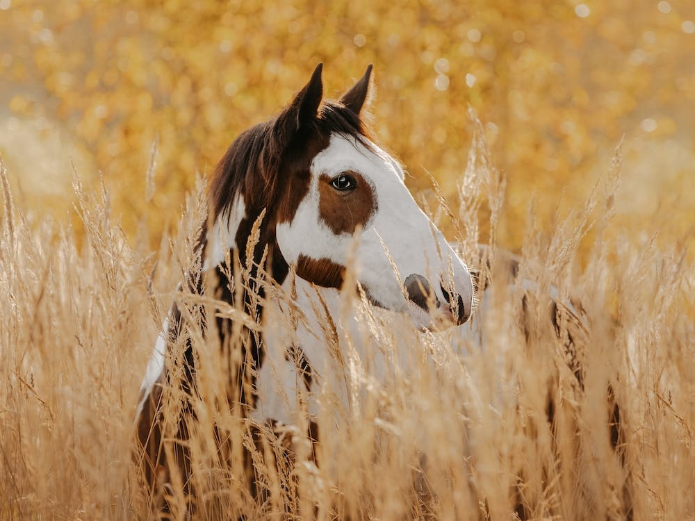 Warm Fall Wheat Field Horse