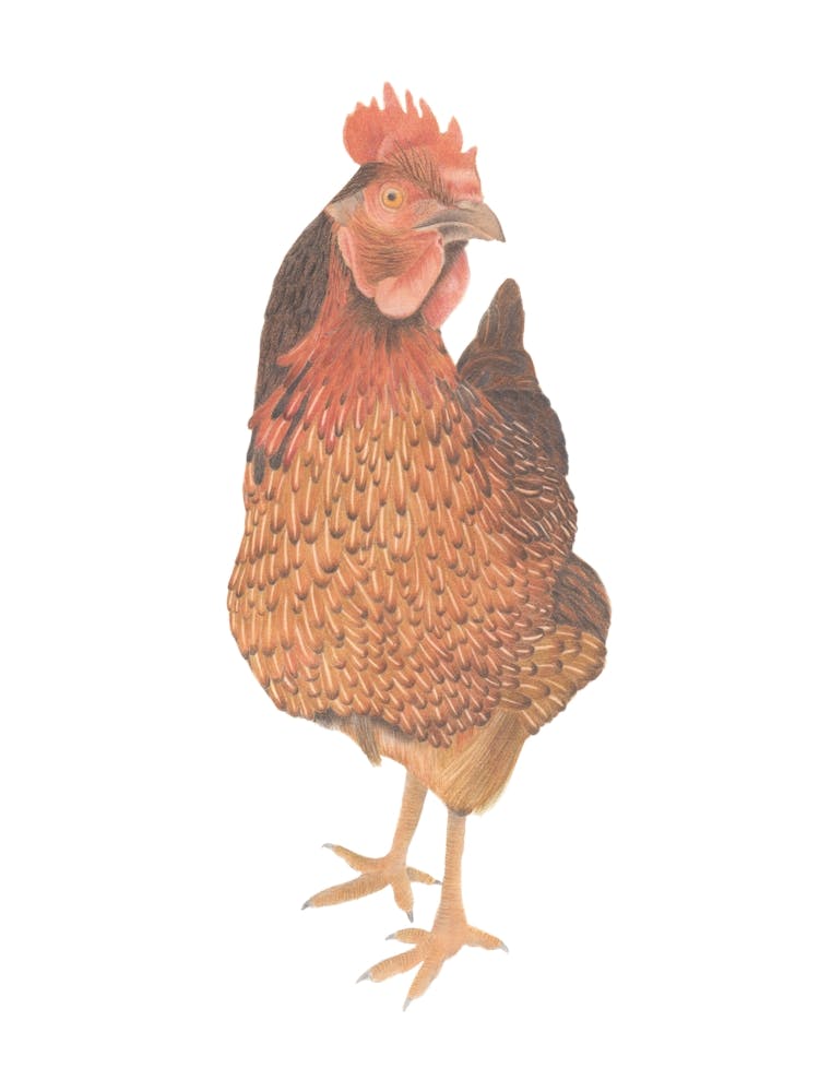 Captain Morgan Hen Illustration