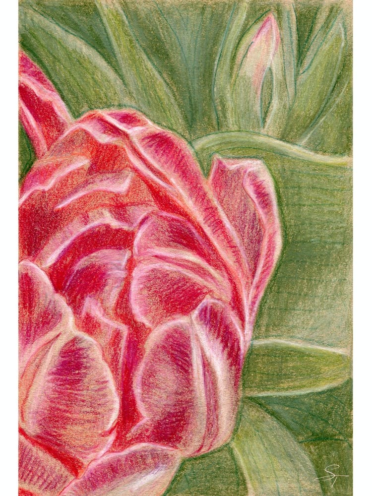 Pink Tulip