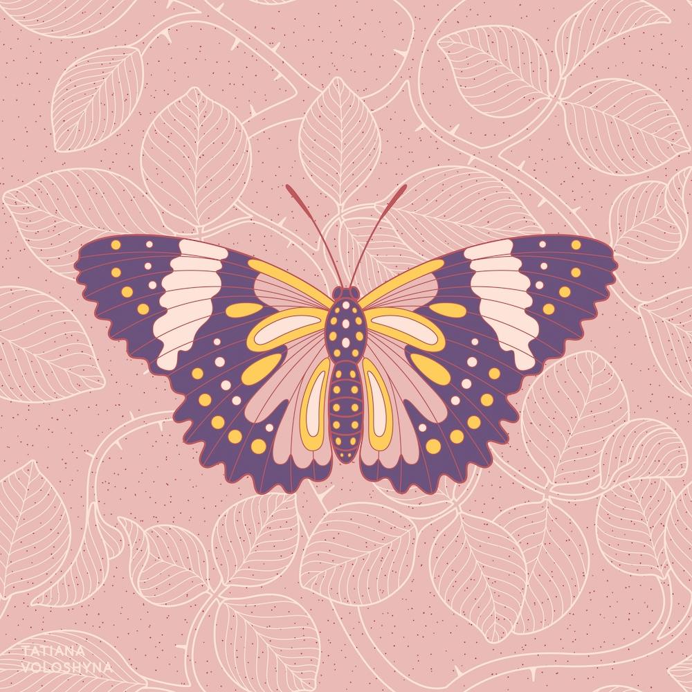 Butterfly In Pink Background From Rose Square