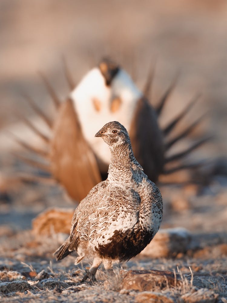 Courting Sage Grouse