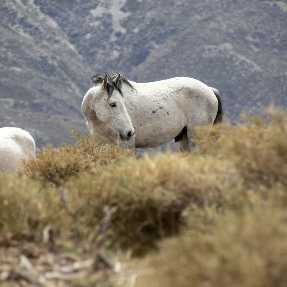 White Wild Horse Sierra Nevada