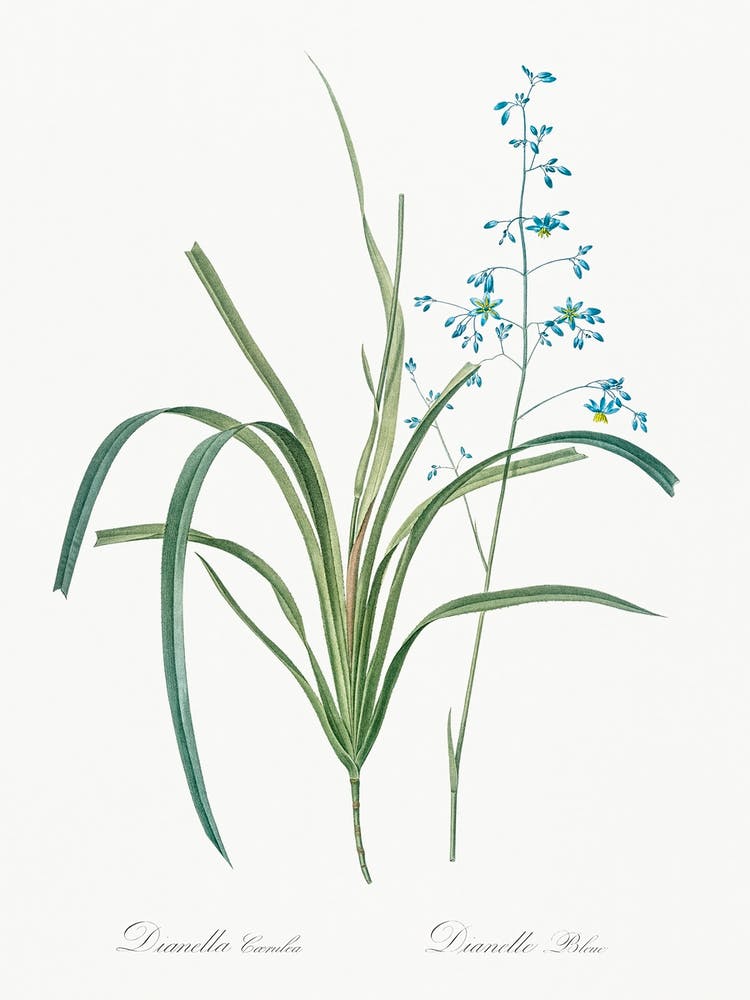 Blueberry Lily, Pierre Joseph Redoute