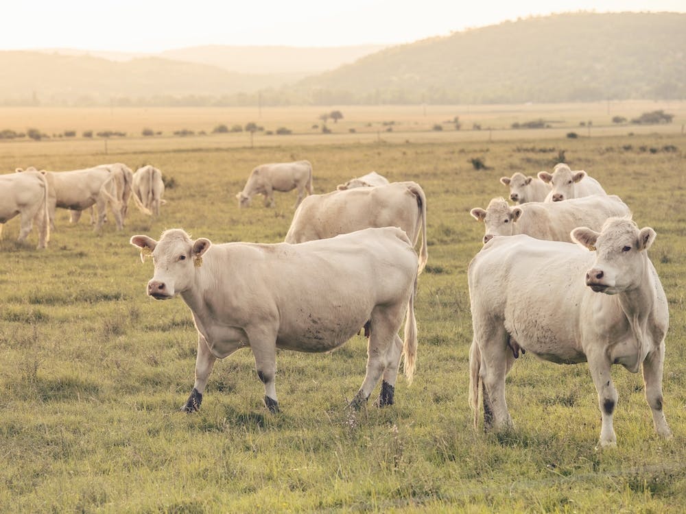 White Cow Herd