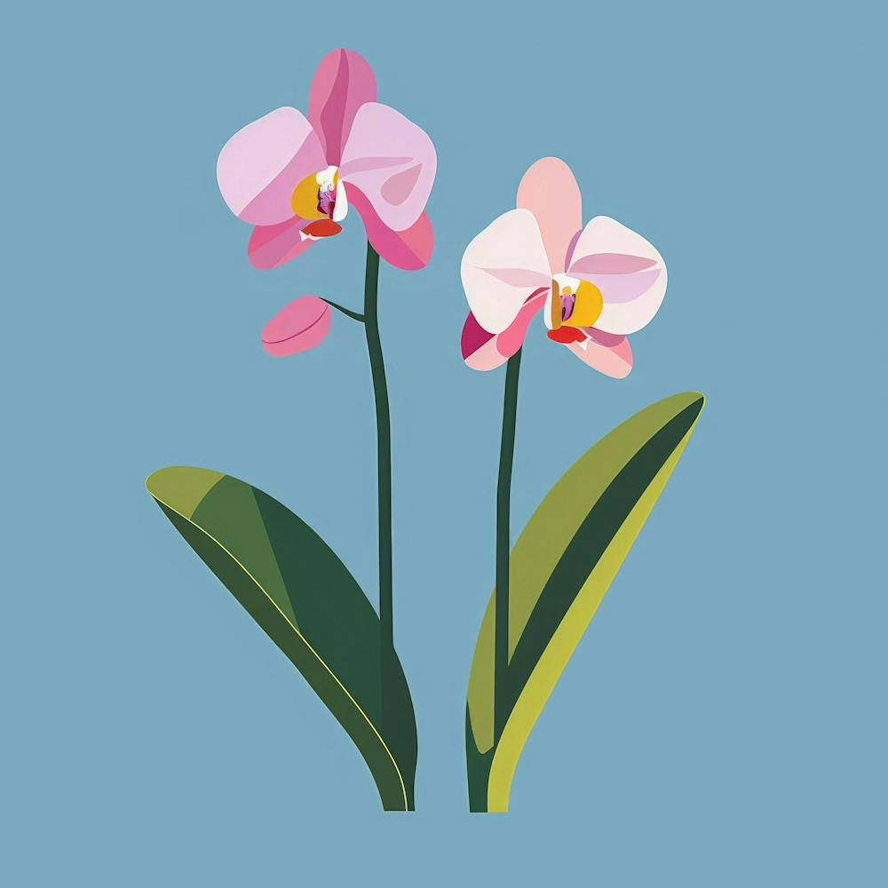 Pink Orchids 1