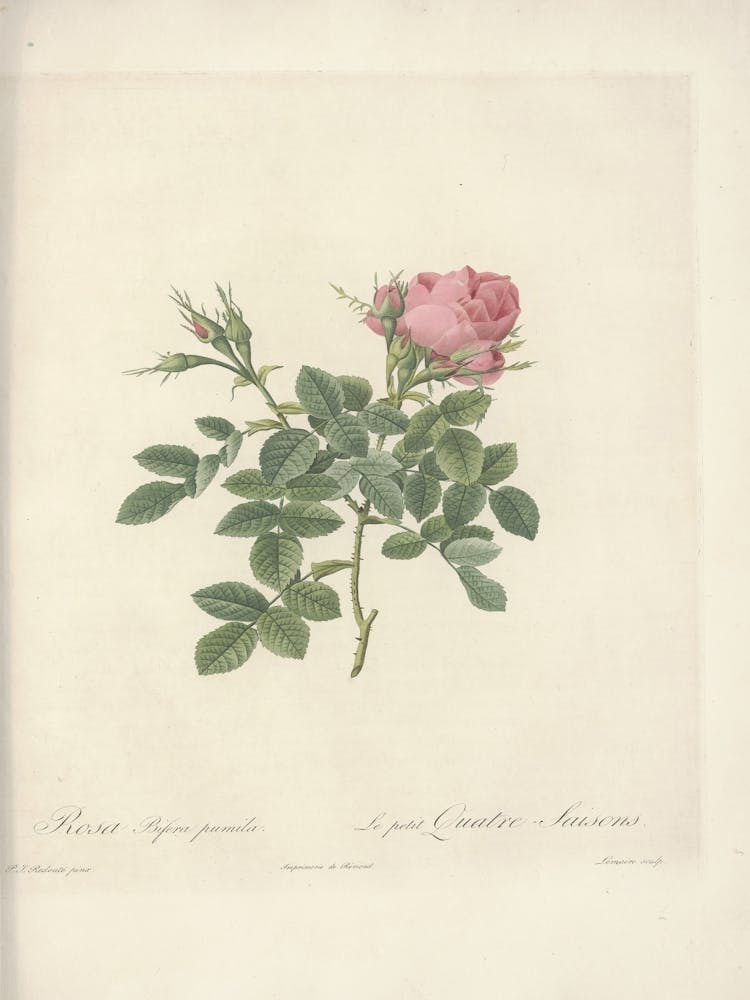Rose Illustration, Pierre Joseph Redoute, Pierre Joseph Redoute(110)