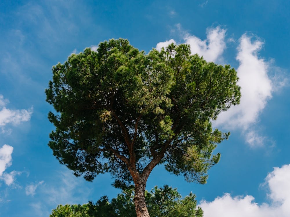 Italian Stone Pine Tree II
