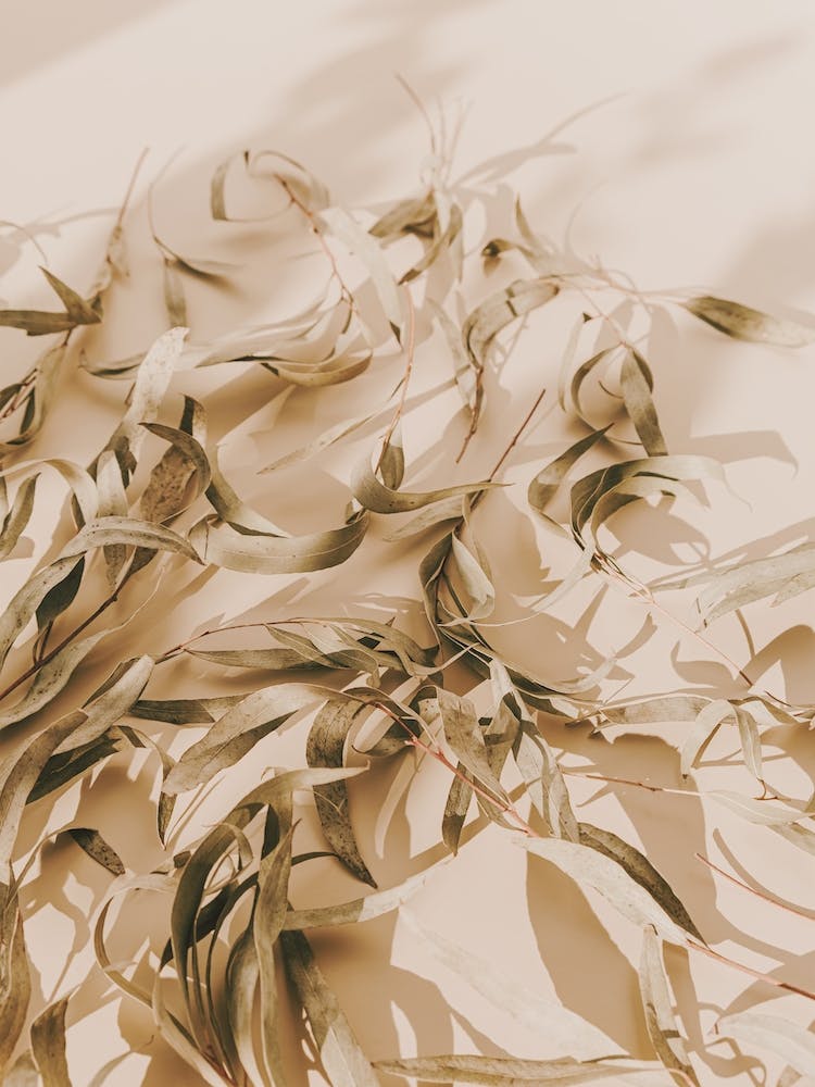 Dried Eucalyptus Leaves