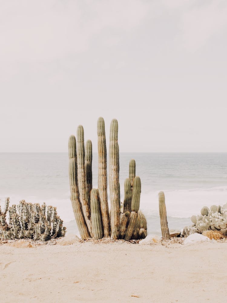 Oceanside Cactus