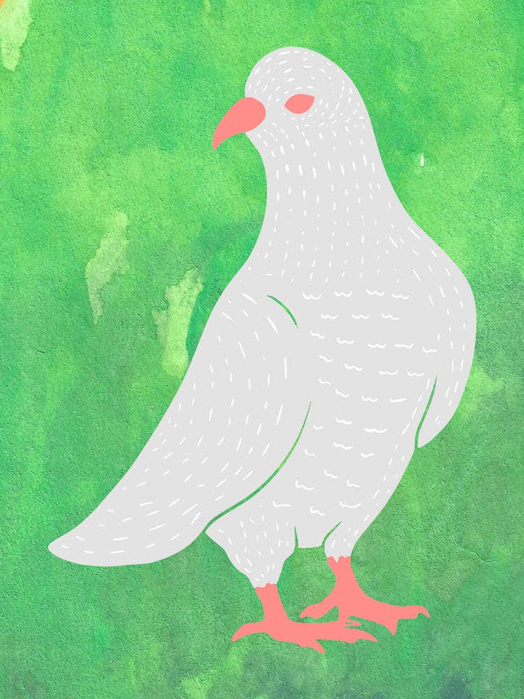 Pigeon