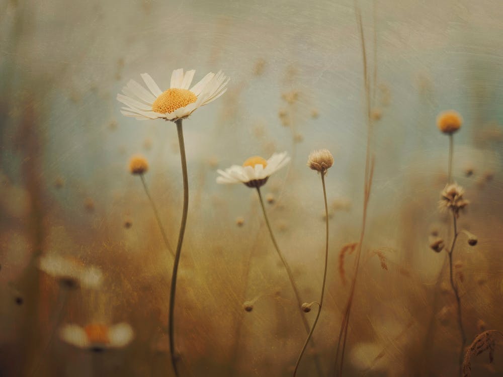 Nostalgic Nature No 6