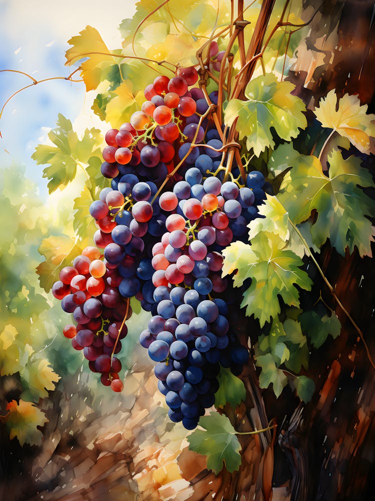 Grapes On The Vine
