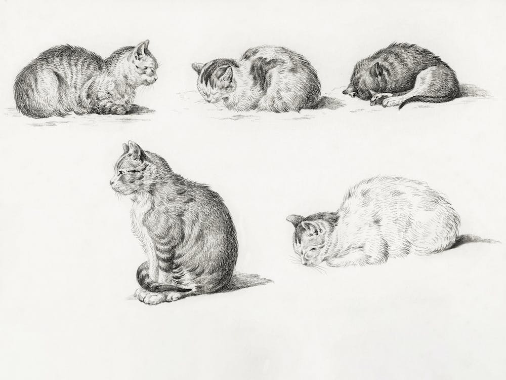 Five Studies Of Cats, Jean Bernard