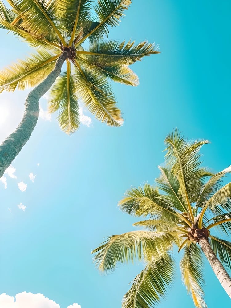 Palm Trees In The Sun