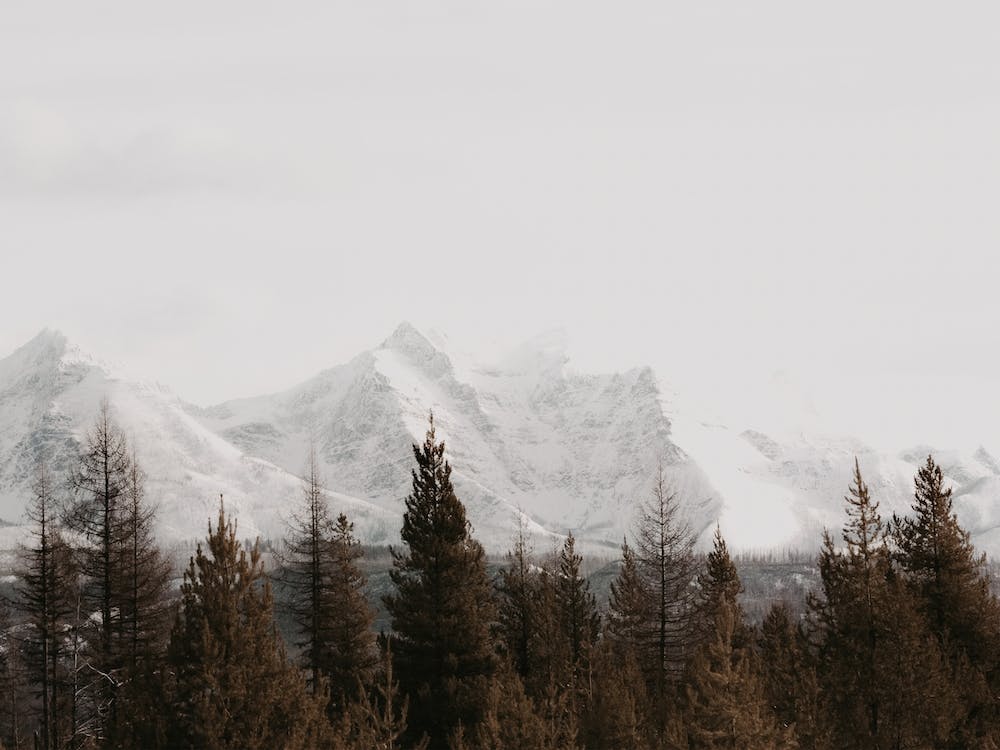 Forest Mountain View