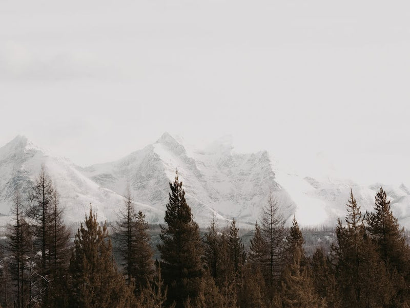Bergwaldblick