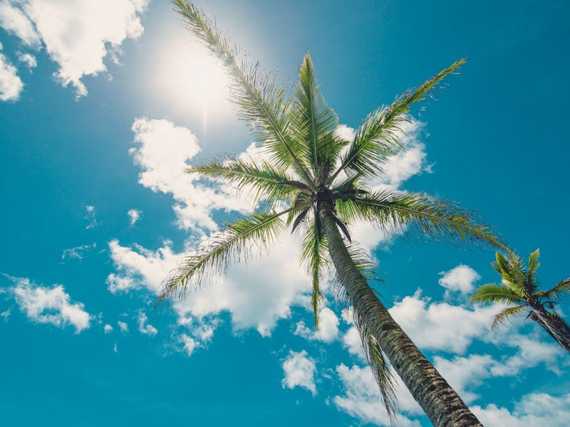 Palm Trees And Blue Sky