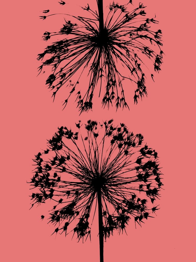 Korallen-Allium 1