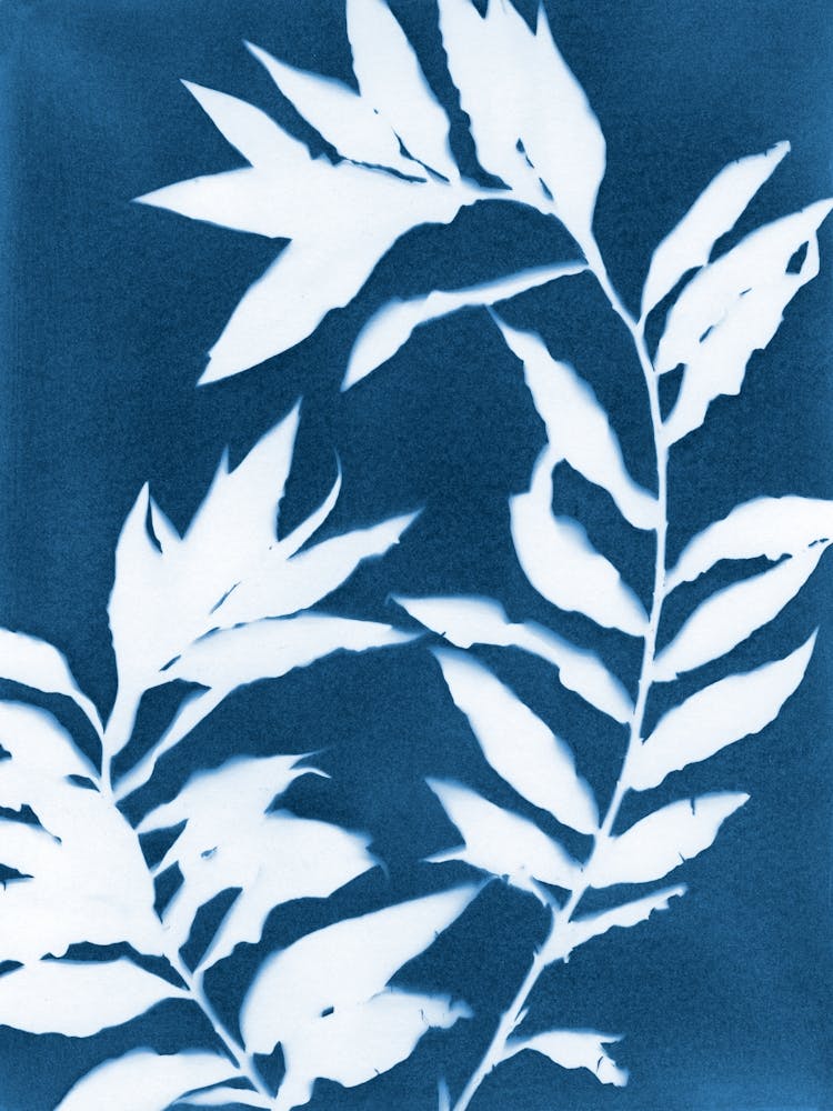 Curved Leafy Branches Blue and White Cyanotype