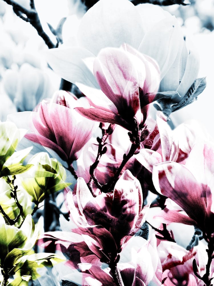 Magnolia I