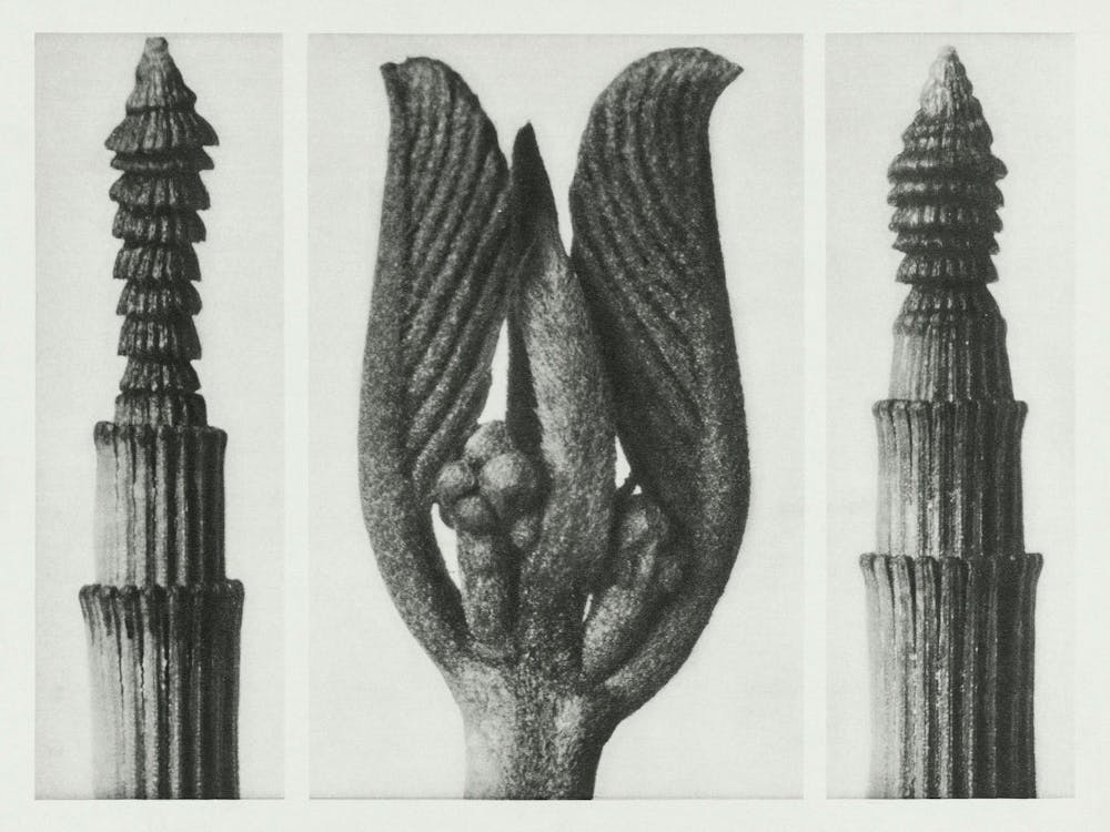 Winter Horsetail And Californian Bearberry, Karl Blossfeldt