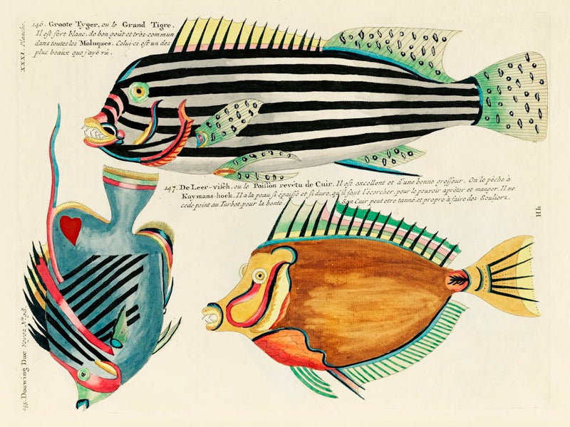 Colourful And Surreal Illustrations Of Fishes Found In Moluccas (Indonesia) And The East Indies, Louis Renard(86)