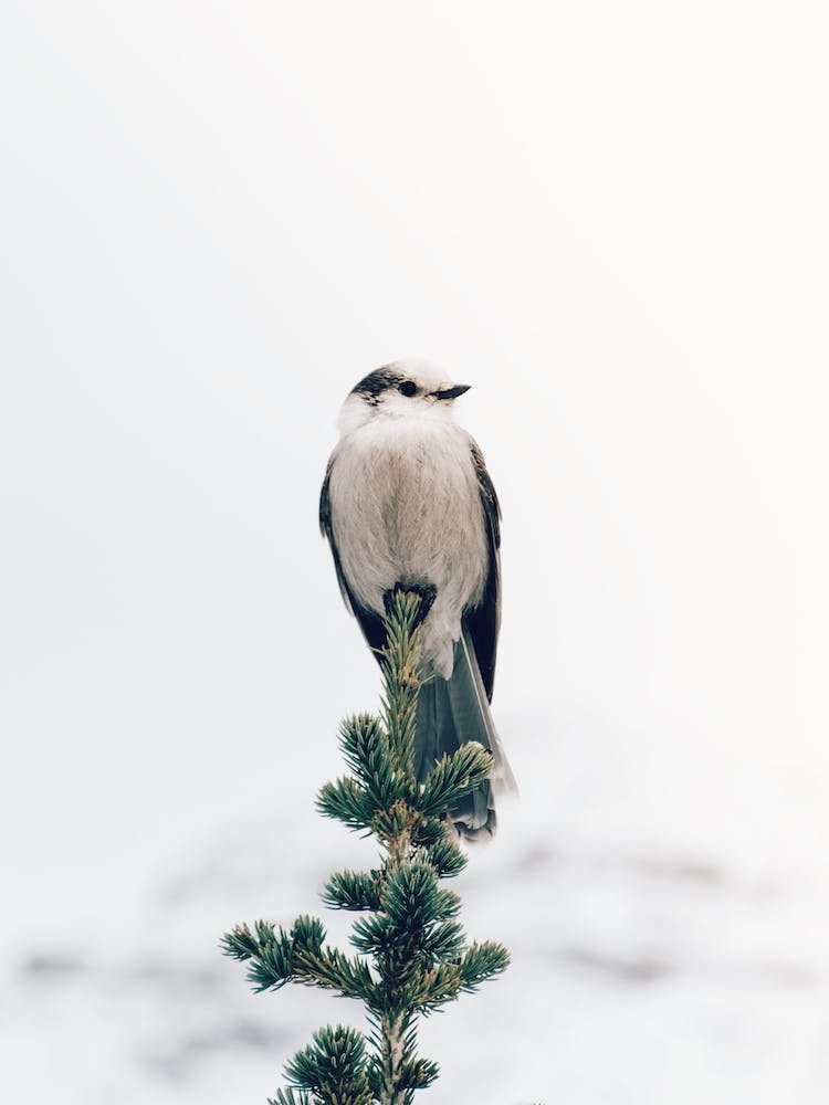 Wintervogel
