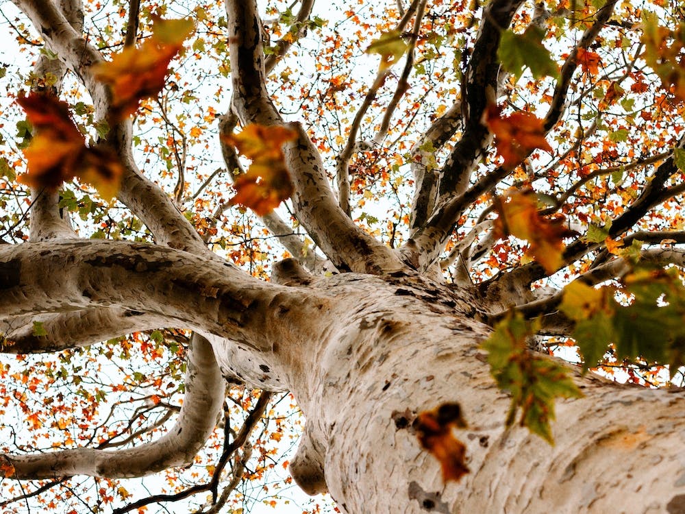 Autumn Tree And Leaves Colour Nature Photography