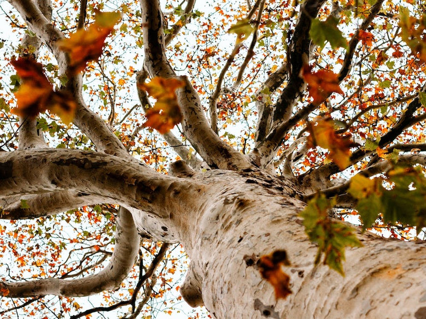 Autumn Tree And Leaves Colour Nature Photography