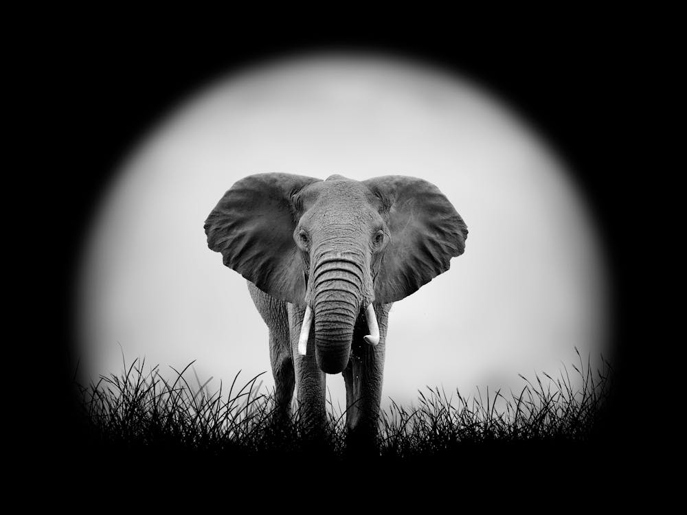 Elephant In The Grass 1