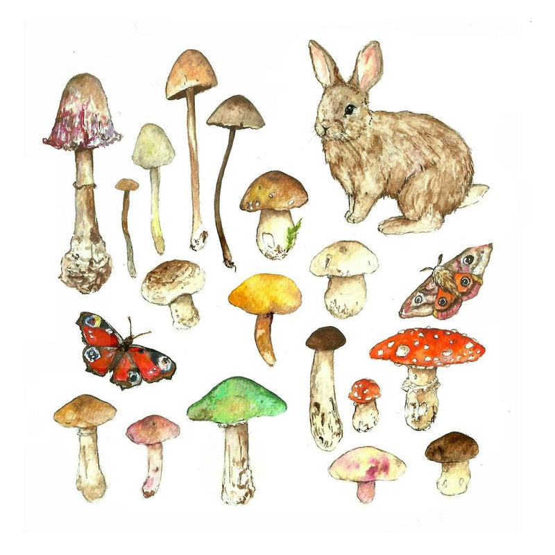Wild Rabbit