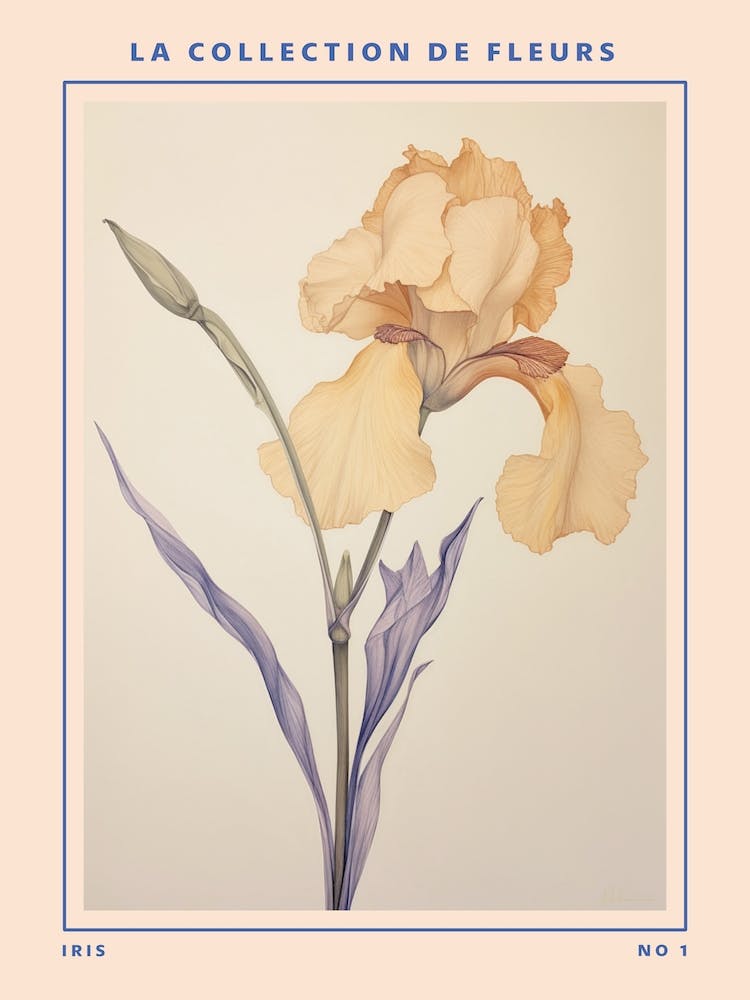 Iris French Flower Botanical Poster