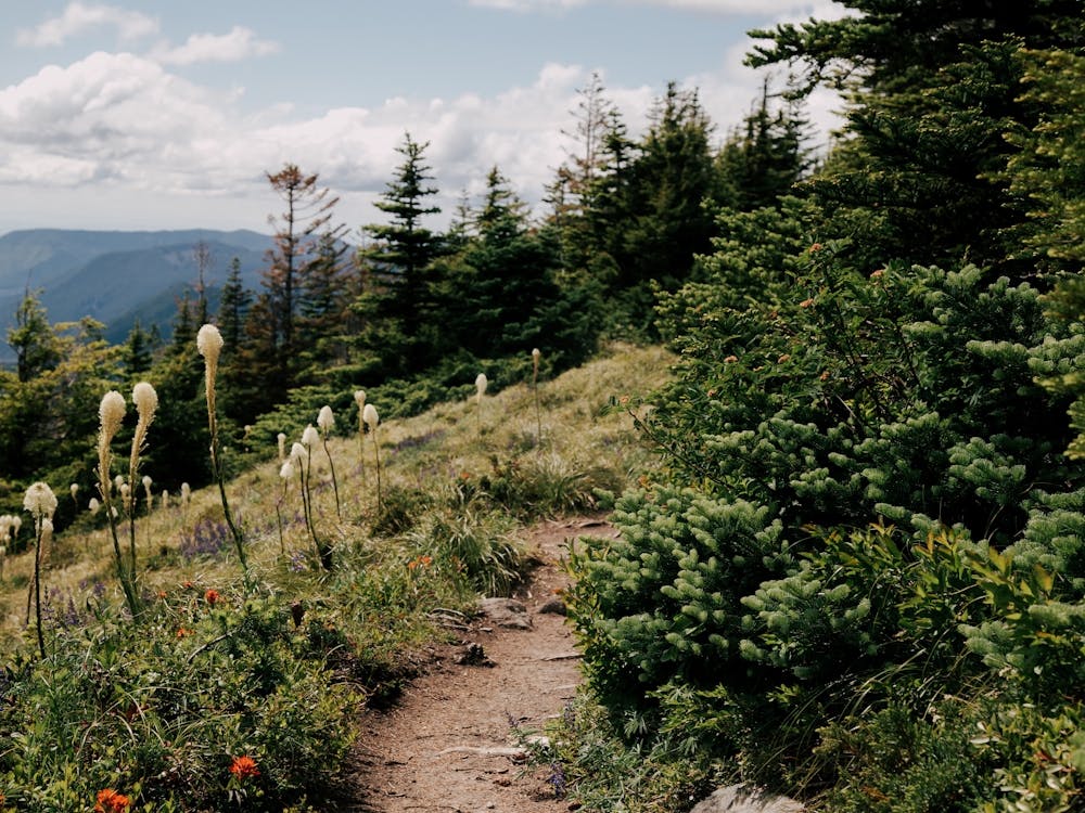 Happy Trails IV