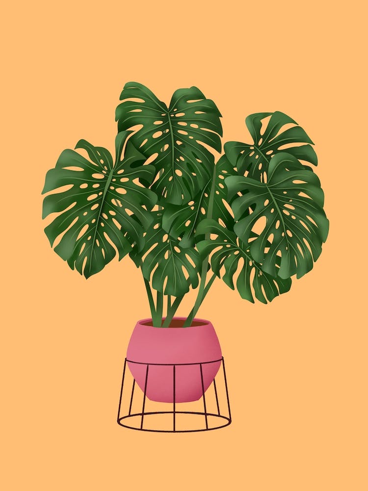 Monstera Deliciosa On Yellow