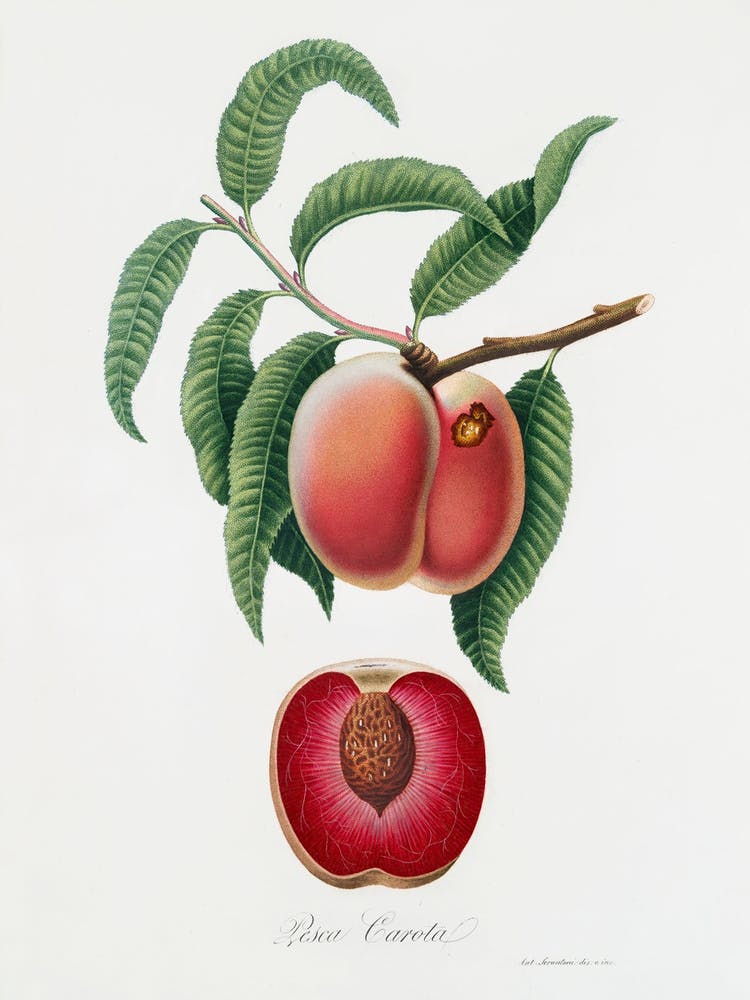 Carrot Peach (Persica Carota) From Pomona Italiana (1817 - 1839), Giorgio Gallesio