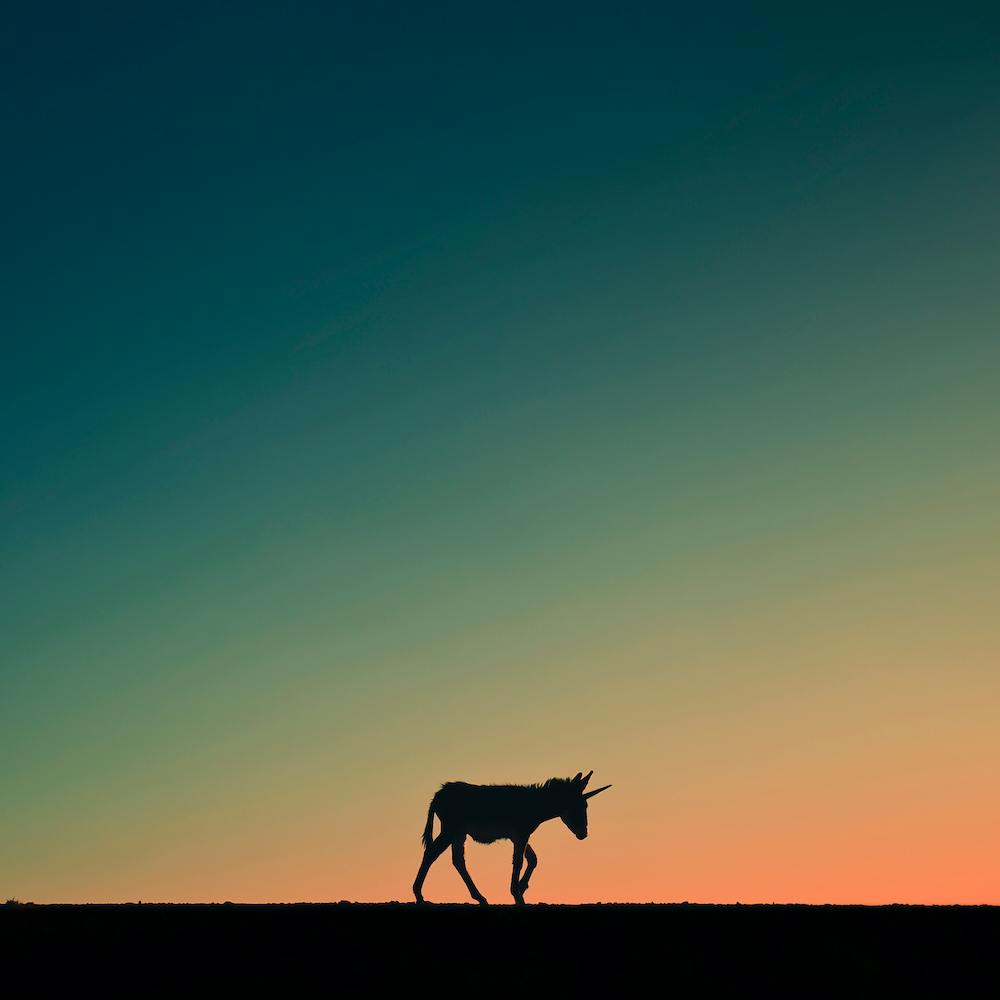 Burricornio