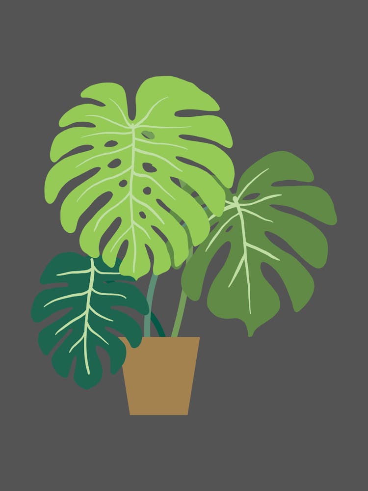 Monstera Plant