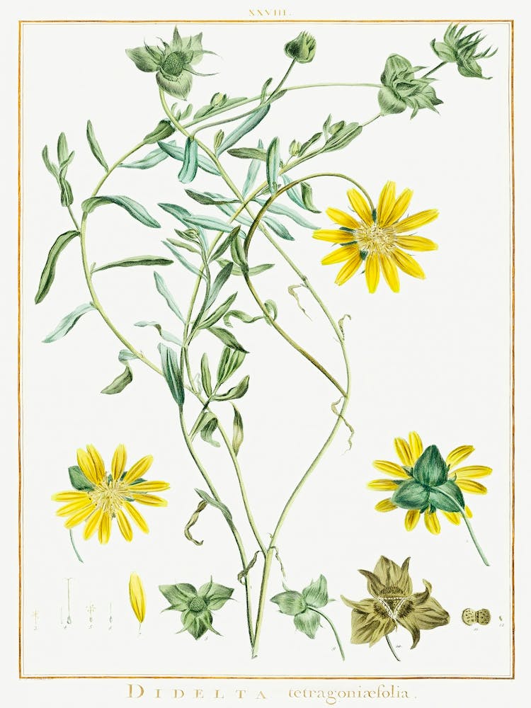 Didelta Tetragoniaefolia Image From Stirpes Novae Aut Minus Cognitae (1784), Pierre Joseph Redoute