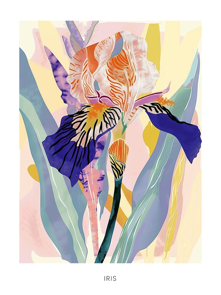 Colourful Flower Illustration Poster Iris 2