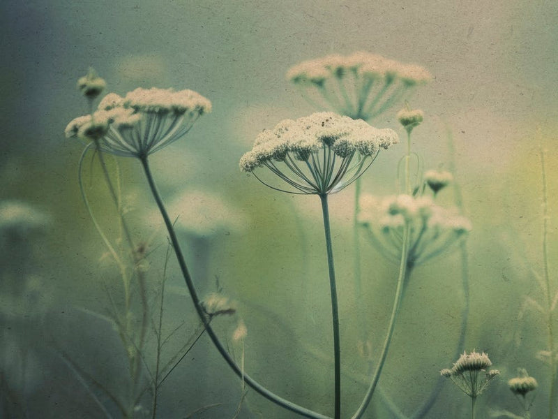 Nostalgic Nature No 4 1