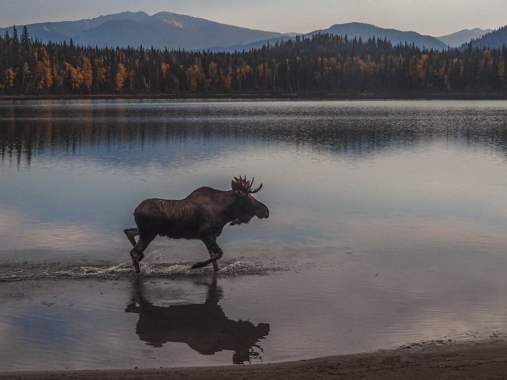 Moose In Lake