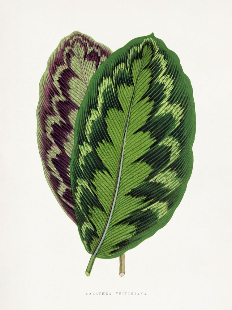 Vintage Botanical _2643226