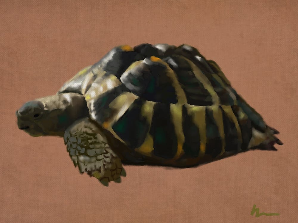 Tortoise