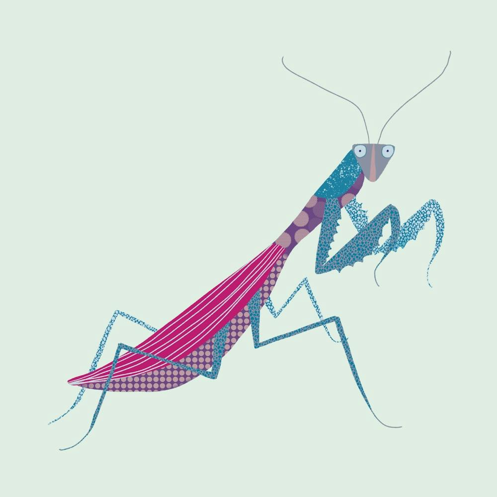 Praying Mantis