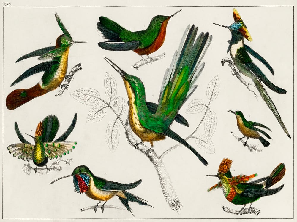 Collection Of Various Birds, Oliver Goldsmith