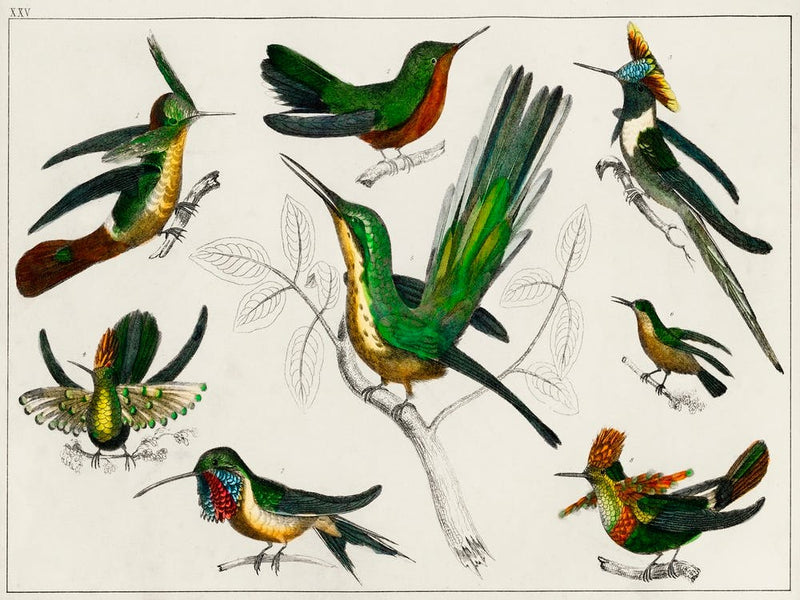 Collection Of Various Birds, Oliver Goldsmith