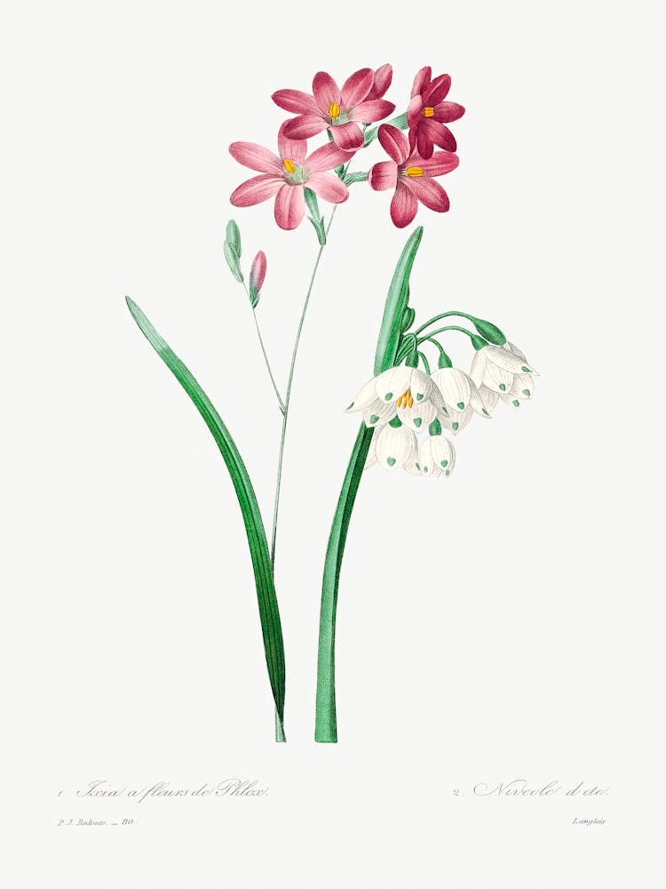 Pink Ixia, Pierre Joseph Redoute