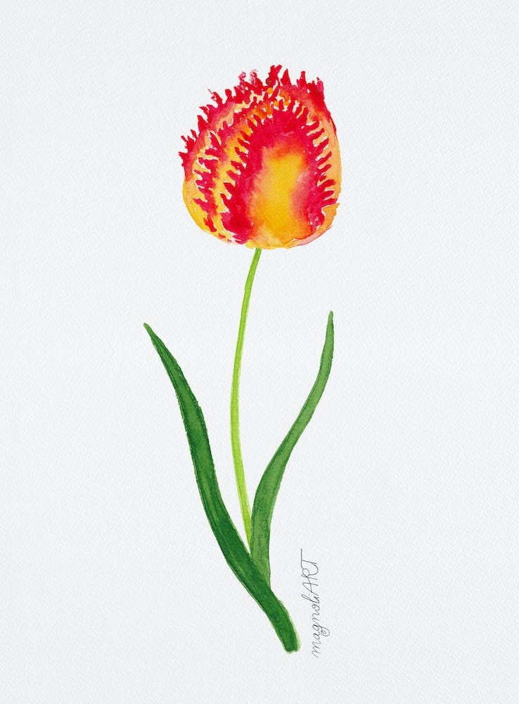 Tulipe 2