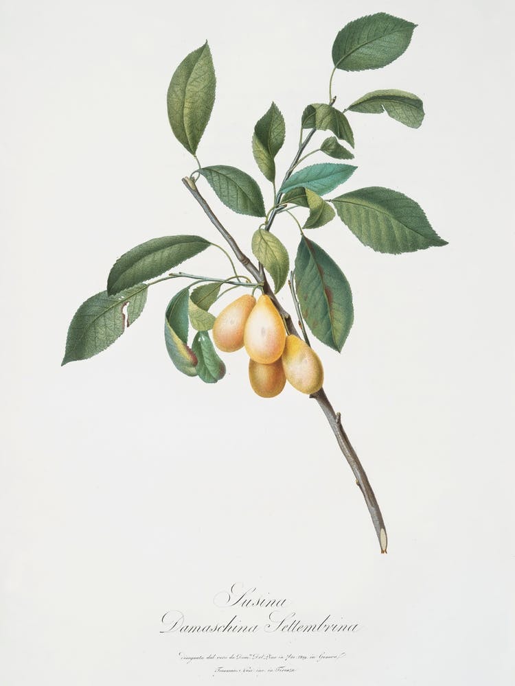 Prune (Prunus Damascena) De Pomona Italiana (1817 1839), Giorgio Gallesio