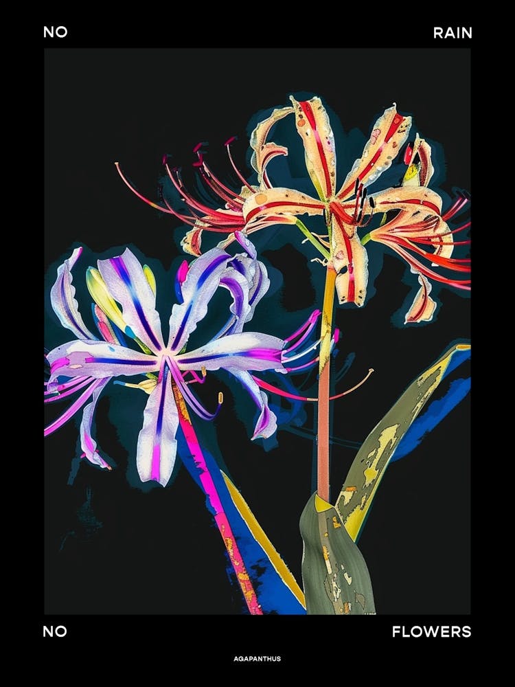No Rain No Flowers Poster Agapanthus 3